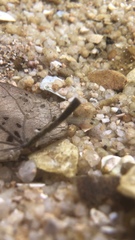 Luciogobius