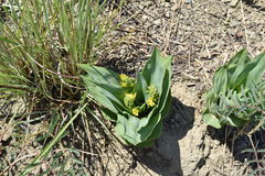 Hypoxis colchicifolia