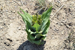 Hypoxis colchicifolia