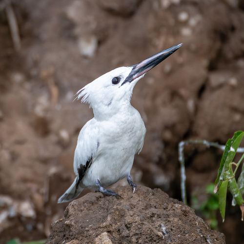 Pied Kingfisher
