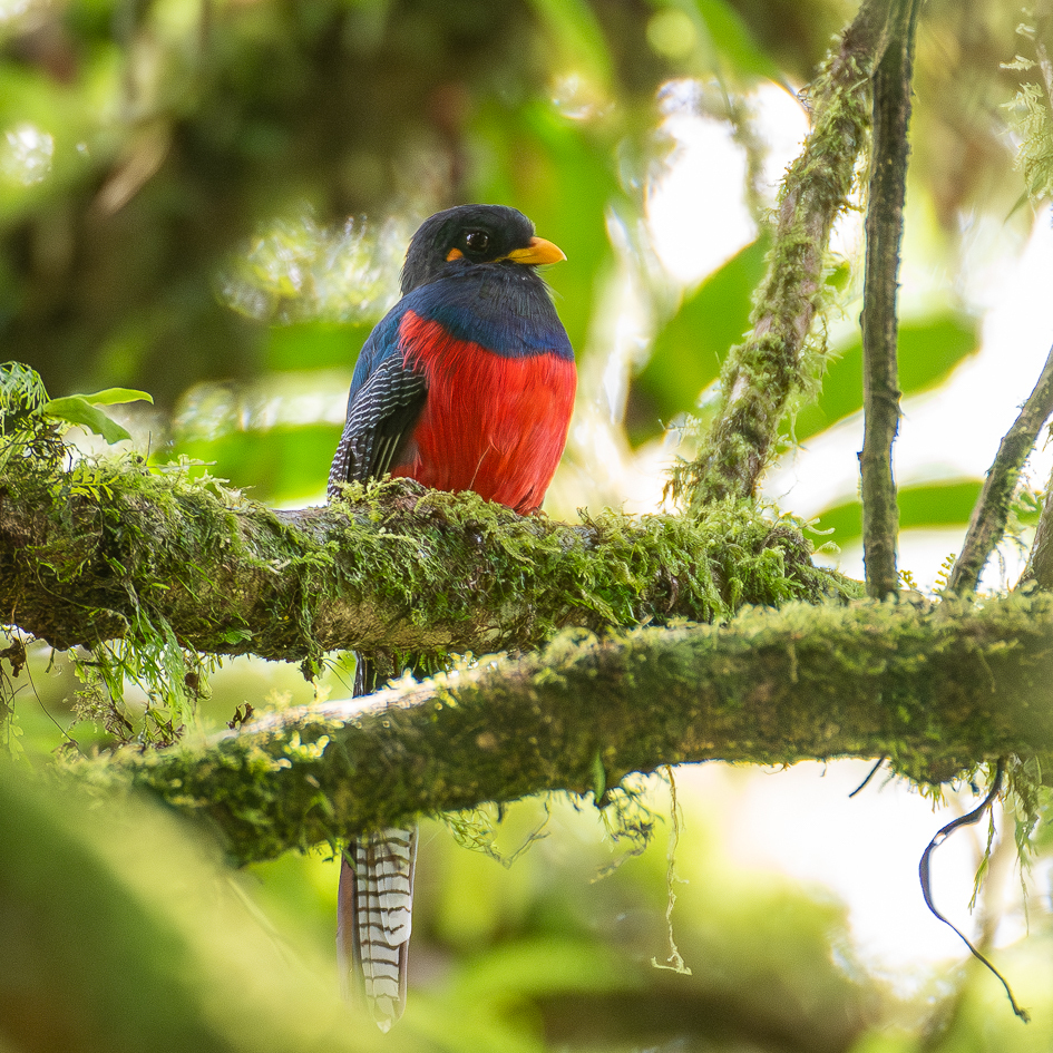 Bar-tailed Trogon (Apaloderma vittatum) photo