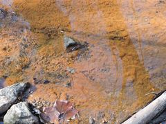 Arcella hemisphaerica