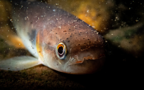 Redfin trahira (Erythrinus erythrinus) — Erythrinidae — 5