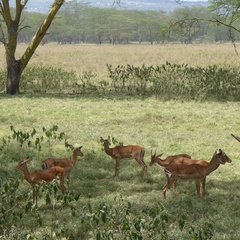 Aepyceros melampus