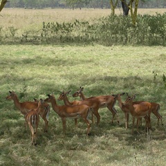 Aepyceros melampus