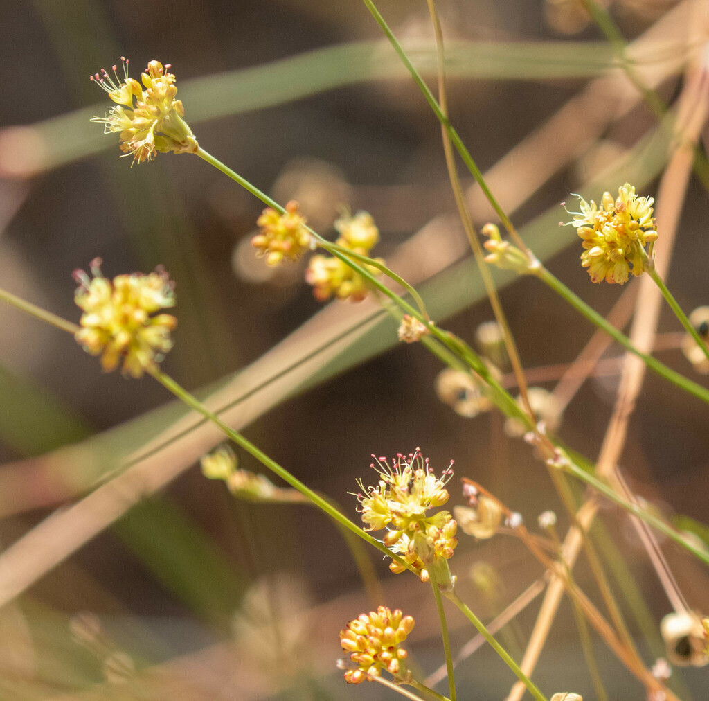 Naked Buckwheat From Mount Diablo State Park Mitchell Canyon Contra Costa County Ca Usa On