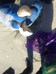 Caretta caretta