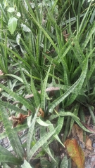 Sansevieria trifasciata