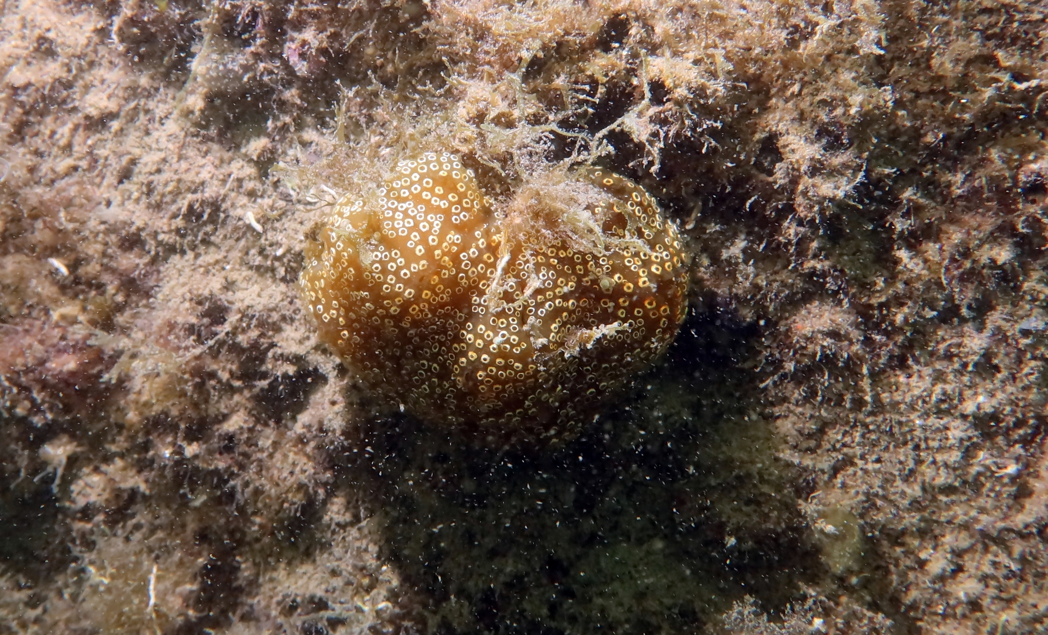 Distaplia bermudensis Van Name, 1902