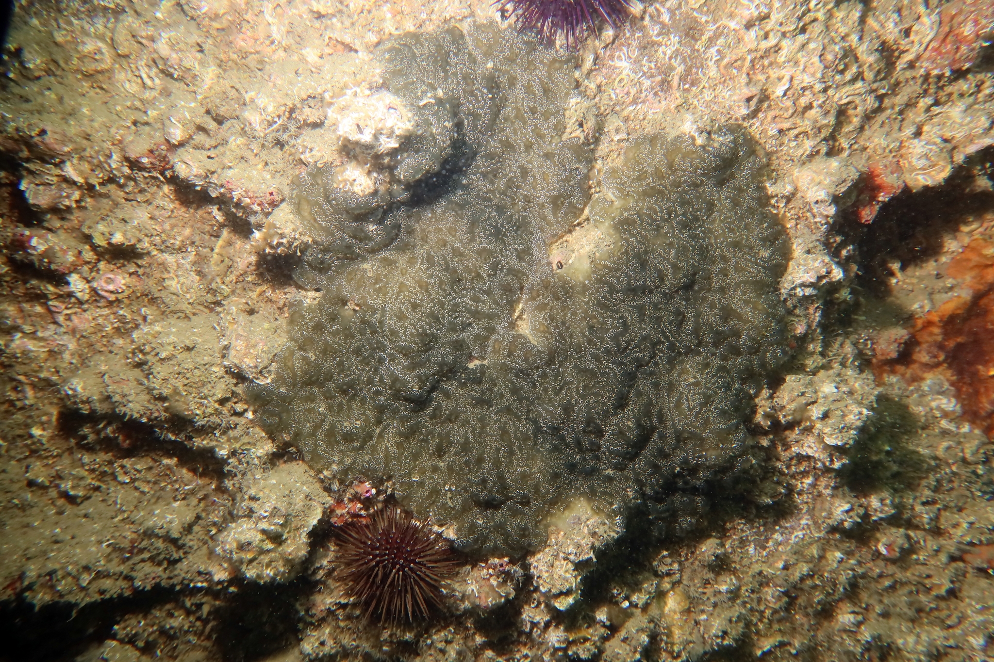 Distaplia bermudensis Van Name, 1902