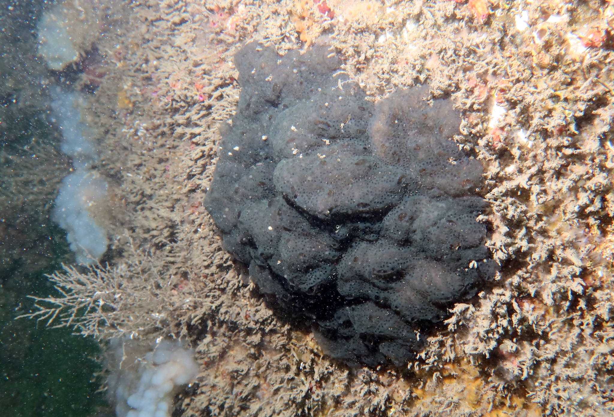 Distaplia bermudensis Van Name, 1902