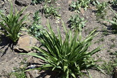 Chlorophytum bowkeri