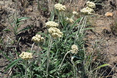 Helichrysum krebsianum