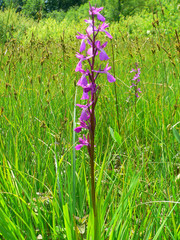 Anacamptis palustris