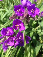 Tradescantia