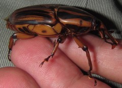 Rhynchophorus phoenicis
