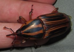 Rhynchophorus phoenicis