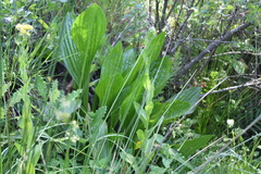 Plantago longissima