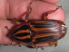 Rhynchophorus phoenicis