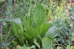 Plantago longissima