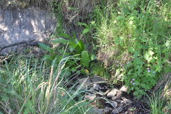 Plantago longissima
