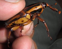 Rhynchophorus phoenicis