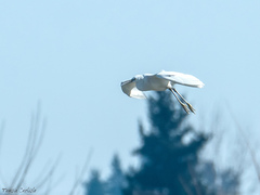 Egretta garzetta