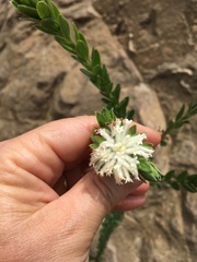 Lasiosiphon calocephalus