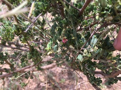 Indigofera schimperi