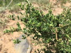 Indigofera schimperi