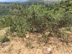 Indigofera schimperi