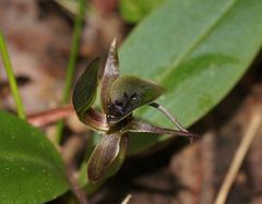 Chiloglottis jeanesii