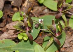 Chiloglottis jeanesii