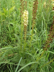 Pedicularis proboscidea