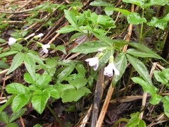 Cardamine altaica