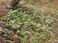 Cardamine altaica