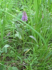 Dactylorhiza sibirica