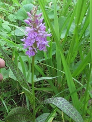 Dactylorhiza sibirica