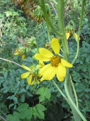 Ligularia glauca