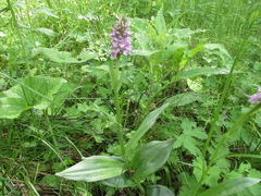 Dactylorhiza sibirica
