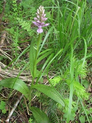 Dactylorhiza sibirica