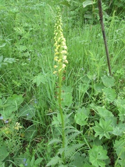 Pedicularis incarnata