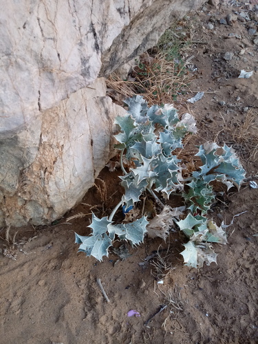 Eryngium maritimum image