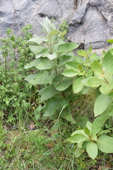 Senecio panduriformis