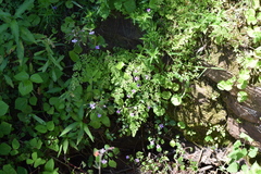 Impatiens hochstetteri