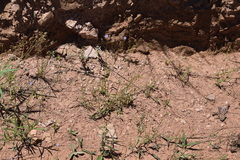 Wahlenbergia banksiana