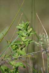 Brachystelma gerrardii