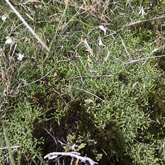 Abrotanella caespitosa