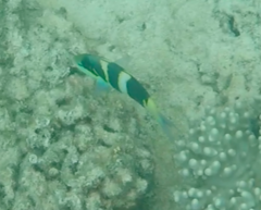 Thalassoma nigrofasciatum