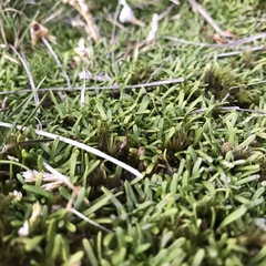 Abrotanella caespitosa